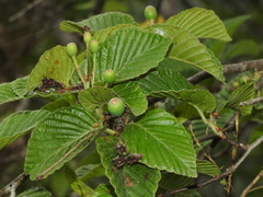 Korean Mountain Ash (Sorbus alnifolia)