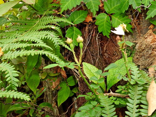 Rosa pricei, photograph 1