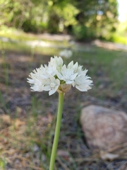 Allium amplectens