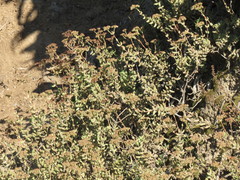 Crassula mesembryanthoides mesembryanthoides