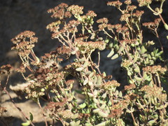 Crassula mesembryanthoides mesembryanthoides