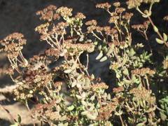 Crassula mesembryanthoides mesembryanthoides