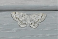 Idaea obfusaria