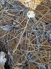 Allium amplectens