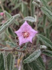 Commersonia magniflora