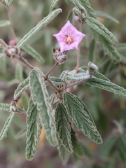 Commersonia magniflora