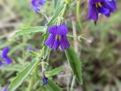 Stemodia florulenta