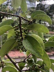 Ilex rotunda microcarpa