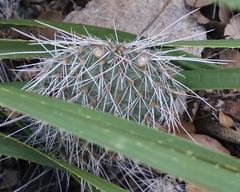 Opuntia trichophora