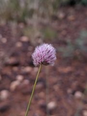 Ptilotus calostachyus