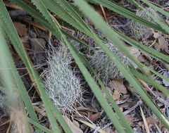 Opuntia trichophora
