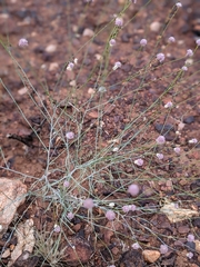 Ptilotus calostachyus