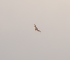 Buteo hemilasius