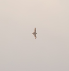 Buteo hemilasius