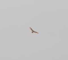 Buteo hemilasius