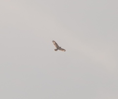 Buteo hemilasius