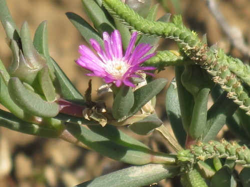 Delosperma cloeteae