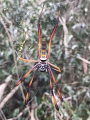 Trichonephila inaurata