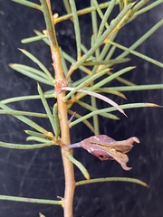 Hakea oldfieldii