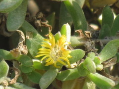 Delosperma rogersii
