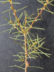 Hakea oldfieldii