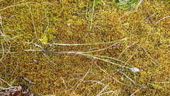 Eriophorum chamissonis