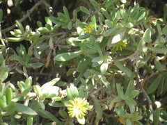 Delosperma rogersii