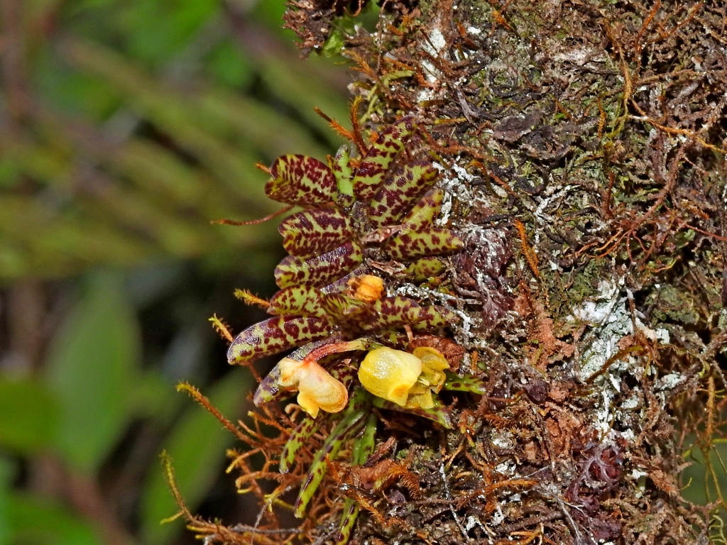 Gastrochilus fuscopunctatus