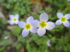 Houstonia serpyllifolia