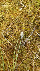 Eriophorum chamissonis