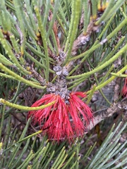 Melaleuca gracilis