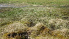 Eriophorum chamissonis