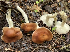 Gerhardtia