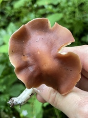 Gerhardtia