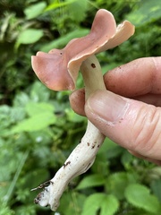 Gerhardtia