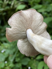 Gerhardtia