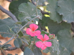 Pelargonium inquinans