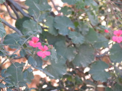 Pelargonium inquinans