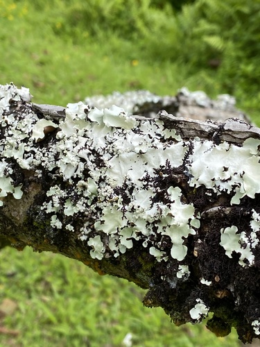 Flavoparmelia caperata observed 2021-06-12