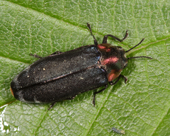 Eupristocerus cogitans