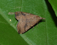 Bertula inconspicua