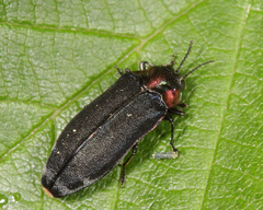 Eupristocerus cogitans