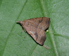 Bertula inconspicua