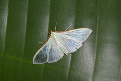 Stemorrhages sericea