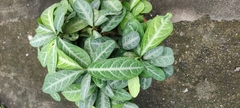 Breynia spatulifolia