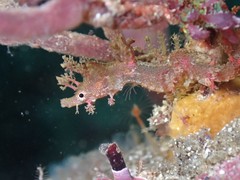 Idiotropiscis lumnitzeri