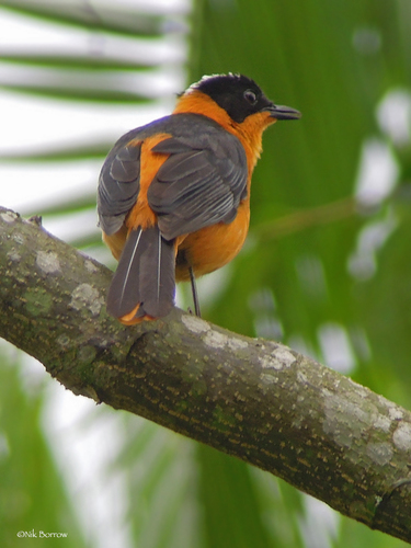 Snowy-crowned Robin-Chat