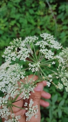 Angelica venenosa