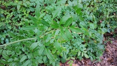 Angelica venenosa