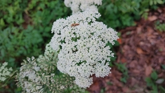 Angelica venenosa